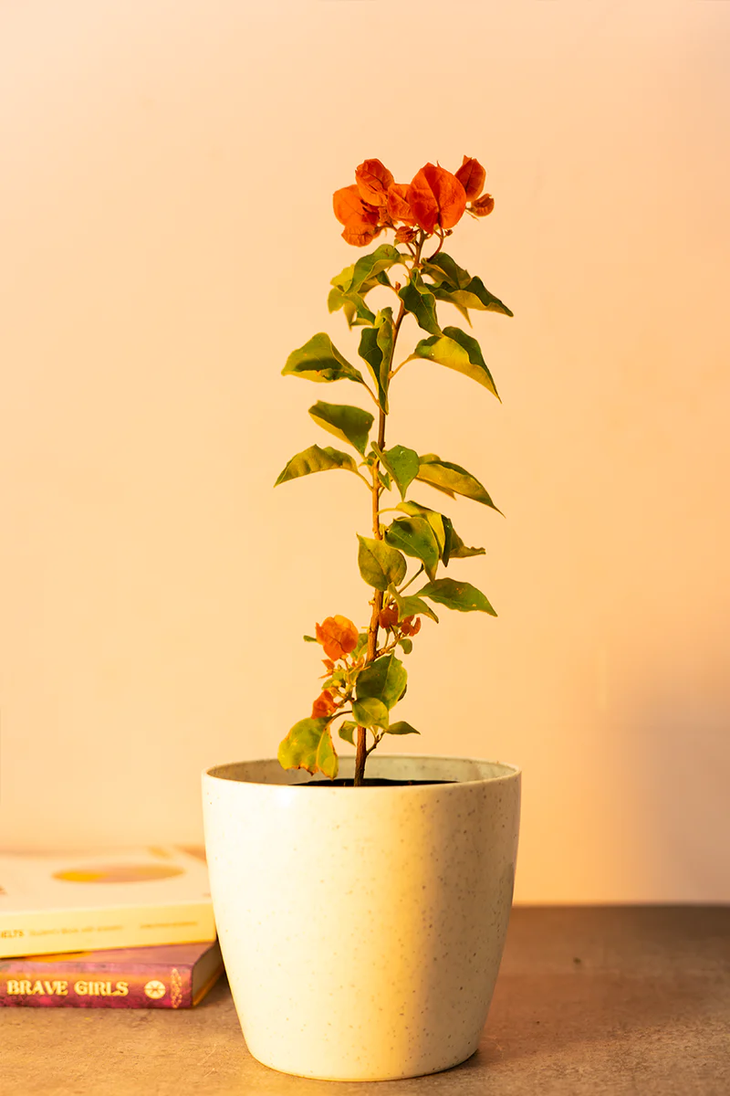 Bougainvillea Orange